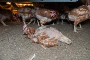 Captured at Bridgewater Poultry (Egg) Farm, Bridgewater VIC Australia.