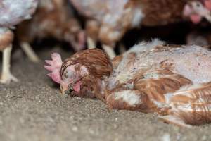 Captured at Bridgewater Poultry (Egg) Farm, Bridgewater VIC Australia.