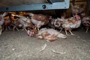 Captured at Bridgewater Poultry (Egg) Farm, Bridgewater VIC Australia.