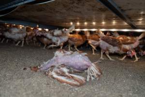 Captured at Bridgewater Poultry (Egg) Farm, Bridgewater VIC Australia.