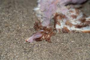 Captured at Bridgewater Poultry (Egg) Farm, Bridgewater VIC Australia.