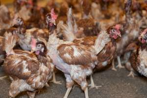 Captured at Bridgewater Poultry (Egg) Farm, Bridgewater VIC Australia.