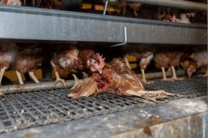 Captured at Bridgewater Poultry (Egg) Farm, Bridgewater VIC Australia.