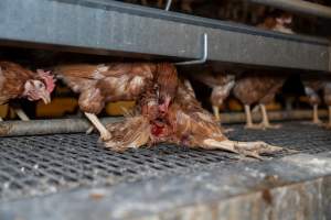 Captured at Bridgewater Poultry (Egg) Farm, Bridgewater VIC Australia.