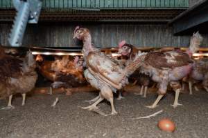 Captured at Bridgewater Poultry (Egg) Farm, Bridgewater VIC Australia.