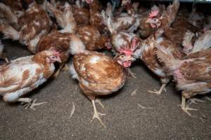 Captured at Bridgewater Poultry (Egg) Farm, Bridgewater VIC Australia.