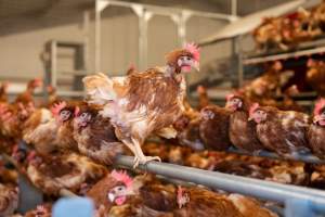 Captured at Bridgewater Poultry (Egg) Farm, Bridgewater VIC Australia.