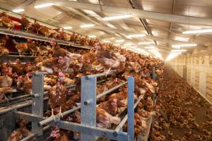 Captured at Bridgewater Poultry (Egg) Farm, Bridgewater VIC Australia.