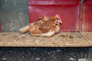 Captured at Bridgewater Poultry (Egg) Farm, Bridgewater VIC Australia.