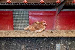 Captured at Bridgewater Poultry (Egg) Farm, Bridgewater VIC Australia.