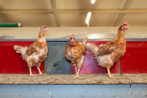 Captured at Bridgewater Poultry (Egg) Farm, Bridgewater VIC Australia.