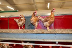 Captured at Bridgewater Poultry (Egg) Farm, Bridgewater VIC Australia.