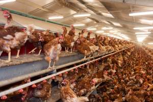 Captured at Bridgewater Poultry (Egg) Farm, Bridgewater VIC Australia.