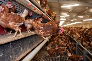 Captured at Bridgewater Poultry (Egg) Farm, Bridgewater VIC Australia.