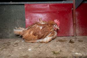 Captured at Bridgewater Poultry (Egg) Farm, Bridgewater VIC Australia.