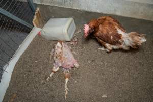Captured at Bridgewater Poultry (Egg) Farm, Bridgewater VIC Australia.