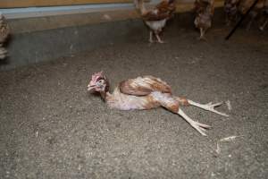 Captured at Bridgewater Poultry (Egg) Farm, Bridgewater VIC Australia.