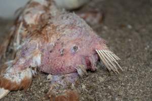 Captured at Bridgewater Poultry (Egg) Farm, Bridgewater VIC Australia.