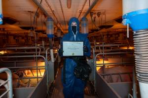 FTP Pig Industry Awards - 2025 - Farm Transparency Project awarded four Victorian piggeries the prize for Outstanding Cruelty to Pigs. Anonymous activists downloaded the certificates from the FTP website and hand-delivered them to the piggeries.
Fourth Place - Midland Bacon: the sexual assault and rape of Olivia the pig, defiantly maintaining their enormous sow stall shed while APL's pretending they don't exist anymore, and for the routine killing of piglets by slamming their heads onto the concrete floor right in front of our hidden cameras. - Captured at Midland Bacon, Carag Carag VIC Australia.