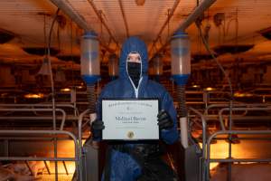 FTP Pig Industry Awards - 2025 - Farm Transparency Project awarded four Victorian piggeries the prize for Outstanding Cruelty to Pigs. Anonymous activists downloaded the certificates from the FTP website and hand-delivered them to the piggeries.
Fourth Place - Midland Bacon: the sexual assault and rape of Olivia the pig, defiantly maintaining their enormous sow stall shed while APL's pretending they don't exist anymore, and for the routine killing of piglets by slamming their heads onto the concrete floor right in front of our hidden cameras. - Captured at Midland Bacon, Carag Carag VIC Australia.