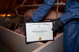 FTP Pig Industry Awards - 2025 - Farm Transparency Project awarded four Victorian piggeries the prize for Outstanding Cruelty to Pigs. Anonymous activists downloaded the certificates from the FTP website and hand-delivered them to the piggeries.
Fourth Place - Midland Bacon: the sexual assault and rape of Olivia the pig, defiantly maintaining their enormous sow stall shed while APL's pretending they don't exist anymore, and for the routine killing of piglets by slamming their heads onto the concrete floor right in front of our hidden cameras. - Captured at Midland Bacon, Carag Carag VIC Australia.