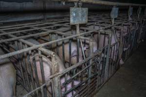 FTP Pig Industry Awards - 2025 - Farm Transparency Project awarded four Victorian piggeries the prize for Outstanding Cruelty to Pigs. Anonymous activists downloaded the certificates from the FTP website and hand-delivered them to the piggeries.
Third Place - EcoPiggery: Judges were particularly impressed by David's ability to blatantly lie to a parliamentary inquiry about his ongoing use of sow stalls - and in an industry known for lying to government and the public, he's done well to stand out. The judges were also impressed by the general dilapidation and filth of his piggery, and his co-ownership of the notoriously cruel Benalla slaughterhouse. - Captured at EcoPiggery, Leitchville VIC Australia.