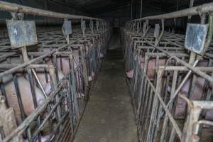 FTP Pig Industry Awards - 2025 - Farm Transparency Project awarded four Victorian piggeries the prize for Outstanding Cruelty to Pigs. Anonymous activists downloaded the certificates from the FTP website and hand-delivered them to the piggeries.
Third Place - EcoPiggery: Judges were particularly impressed by David's ability to blatantly lie to a parliamentary inquiry about his ongoing use of sow stalls - and in an industry known for lying to government and the public, he's done well to stand out. The judges were also impressed by the general dilapidation and filth of his piggery, and his co-ownership of the notoriously cruel Benalla slaughterhouse. - Captured at EcoPiggery, Leitchville VIC Australia.