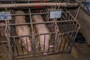 FTP Pig Industry Awards - 2025 - Farm Transparency Project awarded four Victorian piggeries the prize for Outstanding Cruelty to Pigs. Anonymous activists downloaded the certificates from the FTP website and hand-delivered them to the piggeries.
Third Place - EcoPiggery: Judges were particularly impressed by David's ability to blatantly lie to a parliamentary inquiry about his ongoing use of sow stalls - and in an industry known for lying to government and the public, he's done well to stand out. The judges were also impressed by the general dilapidation and filth of his piggery, and his co-ownership of the notoriously cruel Benalla slaughterhouse. - Captured at EcoPiggery, Leitchville VIC Australia.