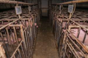 FTP Pig Industry Awards - 2025 - Farm Transparency Project awarded four Victorian piggeries the prize for Outstanding Cruelty to Pigs. Anonymous activists downloaded the certificates from the FTP website and hand-delivered them to the piggeries.
Third Place - EcoPiggery: Judges were particularly impressed by David's ability to blatantly lie to a parliamentary inquiry about his ongoing use of sow stalls - and in an industry known for lying to government and the public, he's done well to stand out. The judges were also impressed by the general dilapidation and filth of his piggery, and his co-ownership of the notoriously cruel Benalla slaughterhouse. - Captured at EcoPiggery, Leitchville VIC Australia.