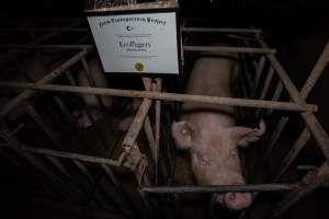 FTP Pig Industry Awards - 2025 - Farm Transparency Project awarded four Victorian piggeries the prize for Outstanding Cruelty to Pigs. Anonymous activists downloaded the certificates from the FTP website and hand-delivered them to the piggeries.
Third Place - EcoPiggery: Judges were particularly impressed by David's ability to blatantly lie to a parliamentary inquiry about his ongoing use of sow stalls - and in an industry known for lying to government and the public, he's done well to stand out. The judges were also impressed by the general dilapidation and filth of his piggery, and his co-ownership of the notoriously cruel Benalla slaughterhouse. - Captured at EcoPiggery, Leitchville VIC Australia.