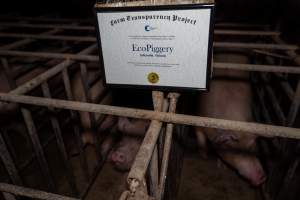 FTP Pig Industry Awards - 2025 - Farm Transparency Project awarded four Victorian piggeries the prize for Outstanding Cruelty to Pigs. Anonymous activists downloaded the certificates from the FTP website and hand-delivered them to the piggeries.
Third Place - EcoPiggery: Judges were particularly impressed by David's ability to blatantly lie to a parliamentary inquiry about his ongoing use of sow stalls - and in an industry known for lying to government and the public, he's done well to stand out. The judges were also impressed by the general dilapidation and filth of his piggery, and his co-ownership of the notoriously cruel Benalla slaughterhouse. - Captured at EcoPiggery, Leitchville VIC Australia.