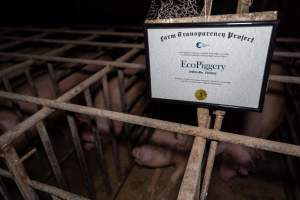FTP Pig Industry Awards - 2025 - Farm Transparency Project awarded four Victorian piggeries the prize for Outstanding Cruelty to Pigs. Anonymous activists downloaded the certificates from the FTP website and hand-delivered them to the piggeries.
Third Place - EcoPiggery: Judges were particularly impressed by David's ability to blatantly lie to a parliamentary inquiry about his ongoing use of sow stalls - and in an industry known for lying to government and the public, he's done well to stand out. The judges were also impressed by the general dilapidation and filth of his piggery, and his co-ownership of the notoriously cruel Benalla slaughterhouse. - Captured at EcoPiggery, Leitchville VIC Australia.