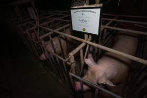 FTP Pig Industry Awards - 2025 - Farm Transparency Project awarded four Victorian piggeries the prize for Outstanding Cruelty to Pigs. Anonymous activists downloaded the certificates from the FTP website and hand-delivered them to the piggeries.
Third Place - EcoPiggery: Judges were particularly impressed by David's ability to blatantly lie to a parliamentary inquiry about his ongoing use of sow stalls - and in an industry known for lying to government and the public, he's done well to stand out. The judges were also impressed by the general dilapidation and filth of his piggery, and his co-ownership of the notoriously cruel Benalla slaughterhouse. - Captured at EcoPiggery, Leitchville VIC Australia.