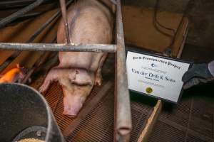 FTP Pig Industry Awards - 2025 - Farm Transparency Project awarded four Victorian piggeries the prize for Outstanding Cruelty to Pigs. Anonymous activists downloaded the certificates from the FTP website and hand-delivered them to the piggeries.
Second Place - Van Der Drift & Sons: This giant piggery was found to be infested with cockroaches and flies, with piglets suffering from mange while another was found with their leg trapped between the metal bars of a farrowing crate floor. The dead sows found dumped outside were, impressively, just the tip of the iceberg, with paperwork indicating that a sow died almost every day last year. - Captured at Van der Drift & Sons Piggery, Macorna VIC Australia.