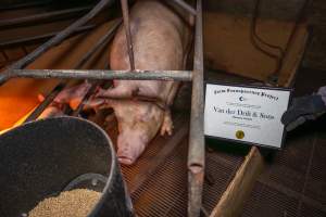 FTP Pig Industry Awards - 2025 - Farm Transparency Project awarded four Victorian piggeries the prize for Outstanding Cruelty to Pigs. Anonymous activists downloaded the certificates from the FTP website and hand-delivered them to the piggeries.
Second Place - Van Der Drift & Sons: This giant piggery was found to be infested with cockroaches and flies, with piglets suffering from mange while another was found with their leg trapped between the metal bars of a farrowing crate floor. The dead sows found dumped outside were, impressively, just the tip of the iceberg, with paperwork indicating that a sow died almost every day last year. - Captured at Van der Drift & Sons Piggery, Macorna VIC Australia.