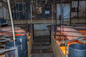 FTP Pig Industry Awards - 2025 - Farm Transparency Project awarded four Victorian piggeries the prize for Outstanding Cruelty to Pigs. Anonymous activists downloaded the certificates from the FTP website and hand-delivered them to the piggeries.
Second Place - Van Der Drift & Sons: This giant piggery was found to be infested with cockroaches and flies, with piglets suffering from mange while another was found with their leg trapped between the metal bars of a farrowing crate floor. The dead sows found dumped outside were, impressively, just the tip of the iceberg, with paperwork indicating that a sow died almost every day last year. - Captured at Van der Drift & Sons Piggery, Macorna VIC Australia.