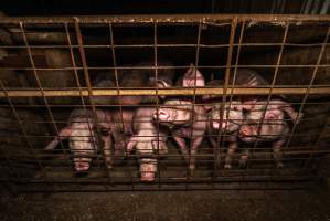 FTP Pig Industry Awards - 2025 - Farm Transparency Project awarded four Victorian piggeries the prize for Outstanding Cruelty to Pigs. Anonymous activists downloaded the certificates from the FTP website and hand-delivered them to the piggeries.
First Place - Andgar Piggery: Pigs drowning in their own waste; a pile of rotting corpses dumped in a pen inside one of the sheds, with live pigs stuck amongst them; large necrotic wounds; the list goes on. But Andgar wanted to be certain, to really make sure they clinched this award, and so last month, two sheds caught fire and around 350 pigs burned to death. - Captured at Andgar Piggery, Dublin SA Australia.