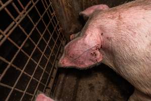 FTP Pig Industry Awards - 2025 - Farm Transparency Project awarded four Victorian piggeries the prize for Outstanding Cruelty to Pigs. Anonymous activists downloaded the certificates from the FTP website and hand-delivered them to the piggeries.
First Place - Andgar Piggery: Pigs drowning in their own waste; a pile of rotting corpses dumped in a pen inside one of the sheds, with live pigs stuck amongst them; large necrotic wounds; the list goes on. But Andgar wanted to be certain, to really make sure they clinched this award, and so last month, two sheds caught fire and around 350 pigs burned to death. - Captured at Andgar Piggery, Dublin SA Australia.