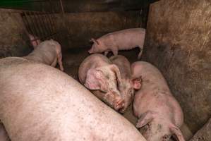 FTP Pig Industry Awards - 2025 - Farm Transparency Project awarded four Victorian piggeries the prize for Outstanding Cruelty to Pigs. Anonymous activists downloaded the certificates from the FTP website and hand-delivered them to the piggeries.
First Place - Andgar Piggery: Pigs drowning in their own waste; a pile of rotting corpses dumped in a pen inside one of the sheds, with live pigs stuck amongst them; large necrotic wounds; the list goes on. But Andgar wanted to be certain, to really make sure they clinched this award, and so last month, two sheds caught fire and around 350 pigs burned to death. - Captured at Andgar Piggery, Dublin SA Australia.