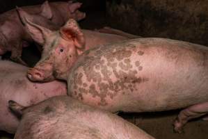 FTP Pig Industry Awards - 2025 - Farm Transparency Project awarded four Victorian piggeries the prize for Outstanding Cruelty to Pigs. Anonymous activists downloaded the certificates from the FTP website and hand-delivered them to the piggeries.
First Place - Andgar Piggery: Pigs drowning in their own waste; a pile of rotting corpses dumped in a pen inside one of the sheds, with live pigs stuck amongst them; large necrotic wounds; the list goes on. But Andgar wanted to be certain, to really make sure they clinched this award, and so last month, two sheds caught fire and around 350 pigs burned to death. - Captured at Andgar Piggery, Dublin SA Australia.