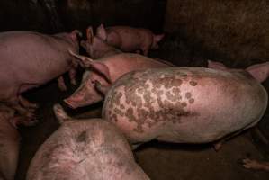 FTP Pig Industry Awards - 2025 - Farm Transparency Project awarded four Victorian piggeries the prize for Outstanding Cruelty to Pigs. Anonymous activists downloaded the certificates from the FTP website and hand-delivered them to the piggeries.
First Place - Andgar Piggery: Pigs drowning in their own waste; a pile of rotting corpses dumped in a pen inside one of the sheds, with live pigs stuck amongst them; large necrotic wounds; the list goes on. But Andgar wanted to be certain, to really make sure they clinched this award, and so last month, two sheds caught fire and around 350 pigs burned to death. - Captured at Andgar Piggery, Dublin SA Australia.