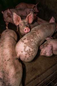 FTP Pig Industry Awards - 2025 - Farm Transparency Project awarded four Victorian piggeries the prize for Outstanding Cruelty to Pigs. Anonymous activists downloaded the certificates from the FTP website and hand-delivered them to the piggeries.
First Place - Andgar Piggery: Pigs drowning in their own waste; a pile of rotting corpses dumped in a pen inside one of the sheds, with live pigs stuck amongst them; large necrotic wounds; the list goes on. But Andgar wanted to be certain, to really make sure they clinched this award, and so last month, two sheds caught fire and around 350 pigs burned to death. - Captured at Andgar Piggery, Dublin SA Australia.