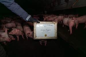 FTP Pig Industry Awards - 2025 - Farm Transparency Project awarded four Victorian piggeries the prize for Outstanding Cruelty to Pigs. Anonymous activists downloaded the certificates from the FTP website and hand-delivered them to the piggeries.
First Place - Andgar Piggery: Pigs drowning in their own waste; a pile of rotting corpses dumped in a pen inside one of the sheds, with live pigs stuck amongst them; large necrotic wounds; the list goes on. But Andgar wanted to be certain, to really make sure they clinched this award, and so last month, two sheds caught fire and around 350 pigs burned to death. - Captured at Andgar Piggery, Dublin SA Australia.