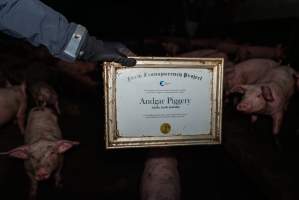 FTP Pig Industry Awards - 2025 - Farm Transparency Project awarded four Victorian piggeries the prize for Outstanding Cruelty to Pigs. Anonymous activists downloaded the certificates from the FTP website and hand-delivered them to the piggeries.
First Place - Andgar Piggery: Pigs drowning in their own waste; a pile of rotting corpses dumped in a pen inside one of the sheds, with live pigs stuck amongst them; large necrotic wounds; the list goes on. But Andgar wanted to be certain, to really make sure they clinched this award, and so last month, two sheds caught fire and around 350 pigs burned to death. - Captured at Andgar Piggery, Dublin SA Australia.