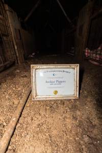 FTP Pig Industry Awards - 2025 - Farm Transparency Project awarded four Victorian piggeries the prize for Outstanding Cruelty to Pigs. Anonymous activists downloaded the certificates from the FTP website and hand-delivered them to the piggeries.
First Place - Andgar Piggery: Pigs drowning in their own waste; a pile of rotting corpses dumped in a pen inside one of the sheds, with live pigs stuck amongst them; large necrotic wounds; the list goes on. But Andgar wanted to be certain, to really make sure they clinched this award, and so last month, two sheds caught fire and around 350 pigs burned to death. - Captured at Andgar Piggery, Dublin SA Australia.