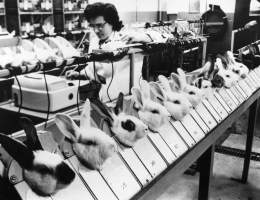 Rabbits being tested on at Squibb Institute, New Brunswick, NJ. 1957 - Tests On Animals, 1957. /Nat The Squibb Institute For Medical Research In New Brunswick, New Jersey, Rabbits Are Having Their Temperature Taken Over A Period Of Two Hours Before Being Injected With A Pharmaceutical Product To Be Tested. - Captured at Bristol Myers Squibb, New Brunswick NJ United States.