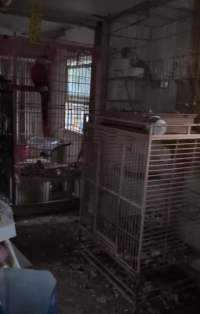 Dawn Animal Agency Evidence - Via Justice for Fritha - Captured at Dawn Animal Agency, Westtown NY United States.