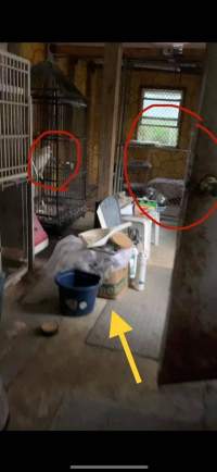 Dawn Animal Agency Evidence - Via Justice for Fritha - Captured at Dawn Animal Agency, Westtown NY United States.