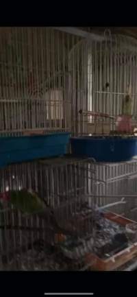 Dawn Animal Agency Evidence - Via Justice for Fritha - Captured at Dawn Animal Agency, Westtown NY United States.