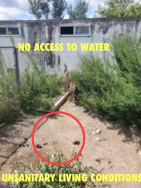 Dawn Animal Agency Evidence - Via Justice for Fritha - Captured at Dawn Animal Agency, Westtown NY United States.